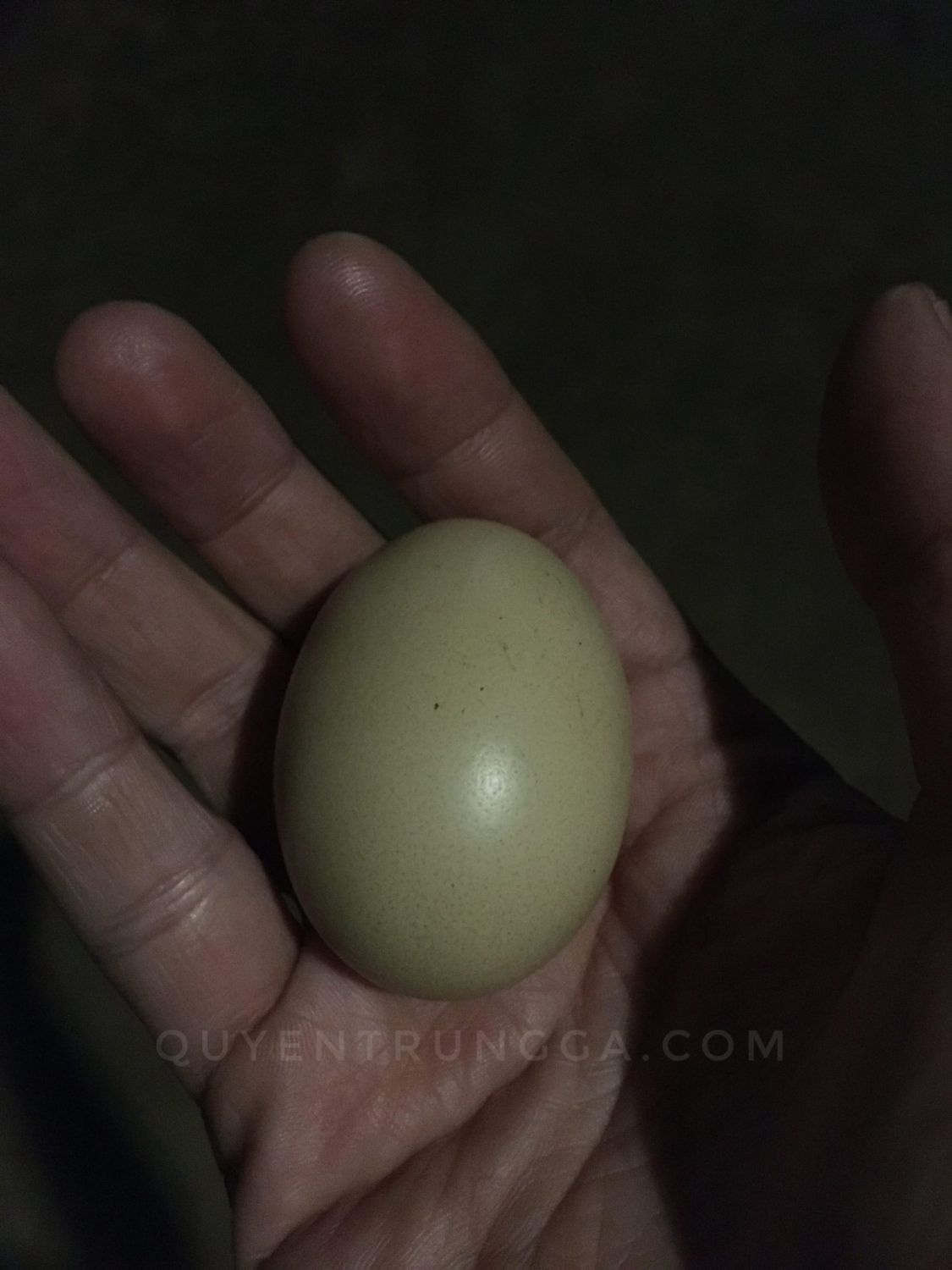 Trứng gà ta (thả vườn) được lụm trong vườn nhà, không bán trứng gà ta