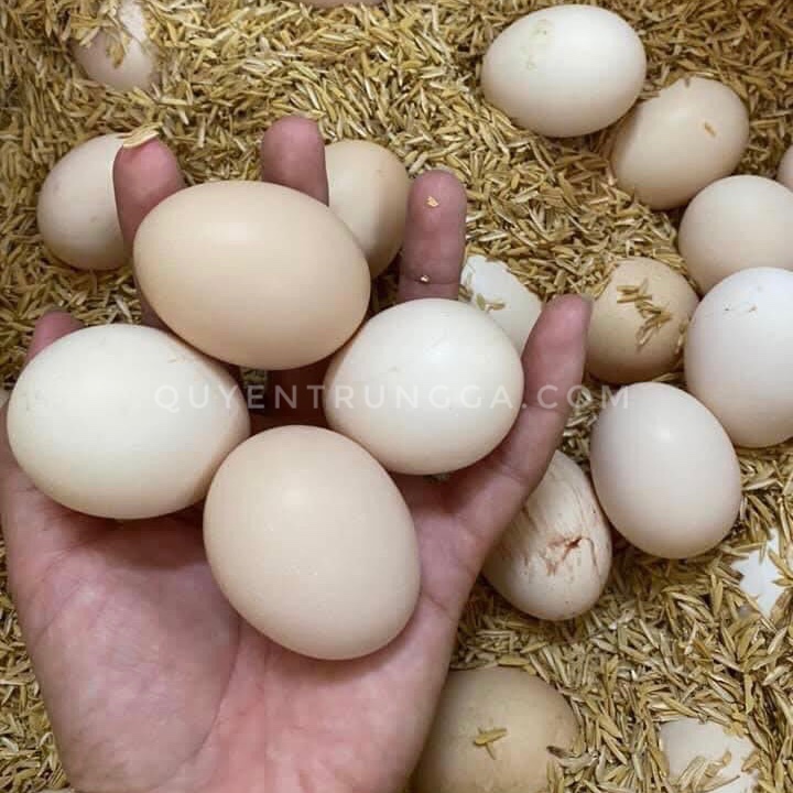 Trứng gà ác tại trại của Quyên