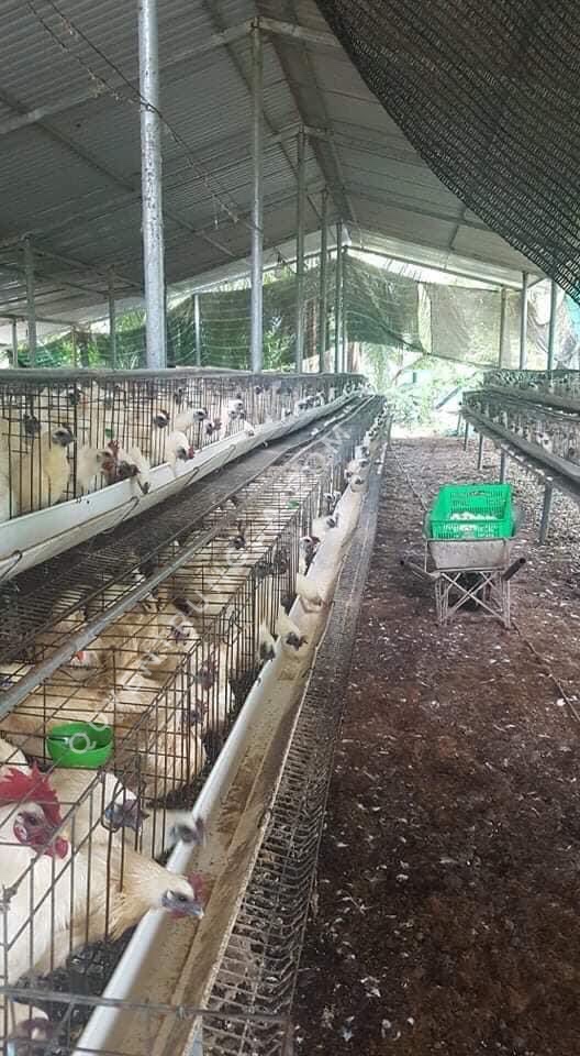 Trại gà ác tại xã Phú Kiết, Chợ Gạo, Tiền Giang