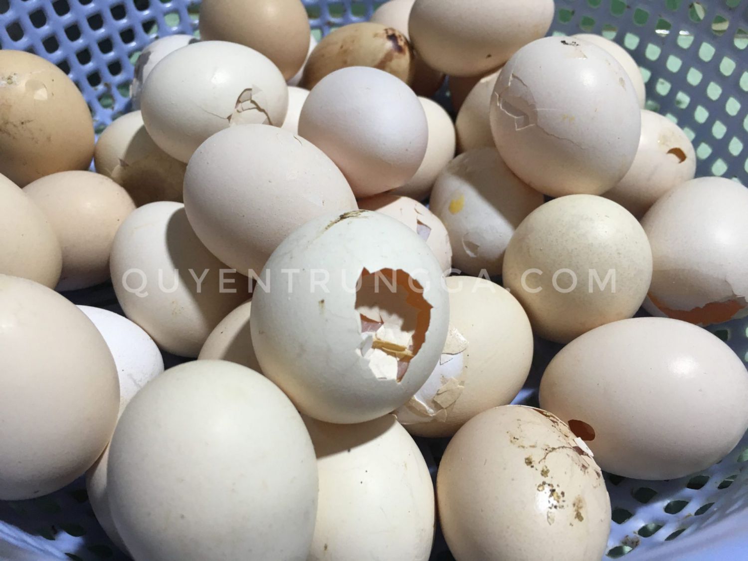 Trứng lỗi: mốp, lõm, bể & chảy (xì)