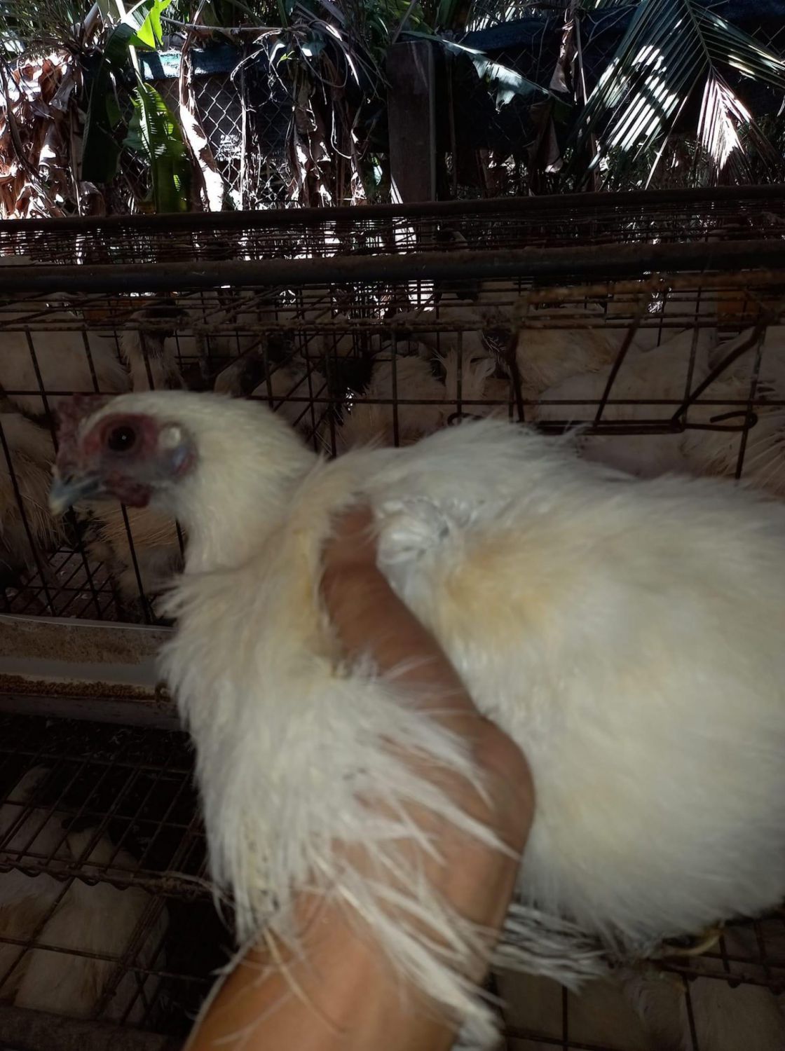 Gà ác nuôi tại trại gà Chợ Gạo - Tiền Giang