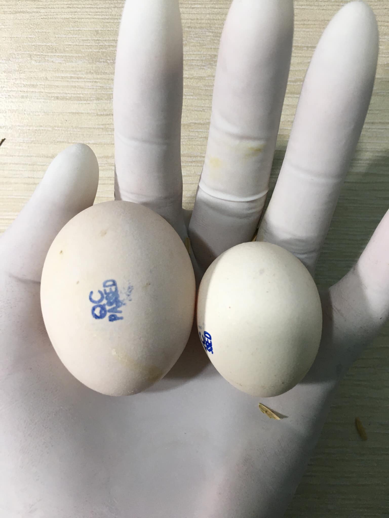 Trứng gà ác loại 1 (có dấu QC)