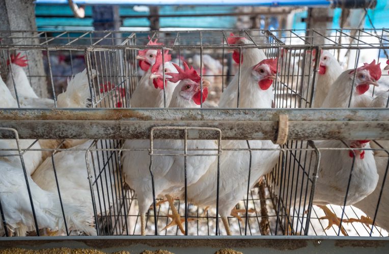 Gà nuôi công nghiệp lấy trứng – Foto: We Animals