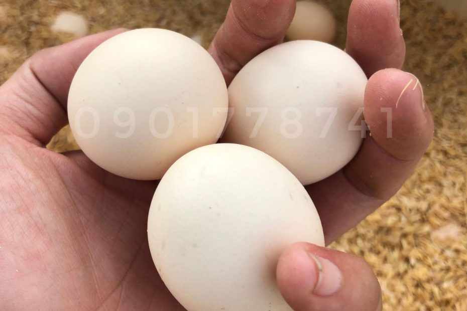 Trứng gà ác Organic - sạch 100% quyentrungga.com