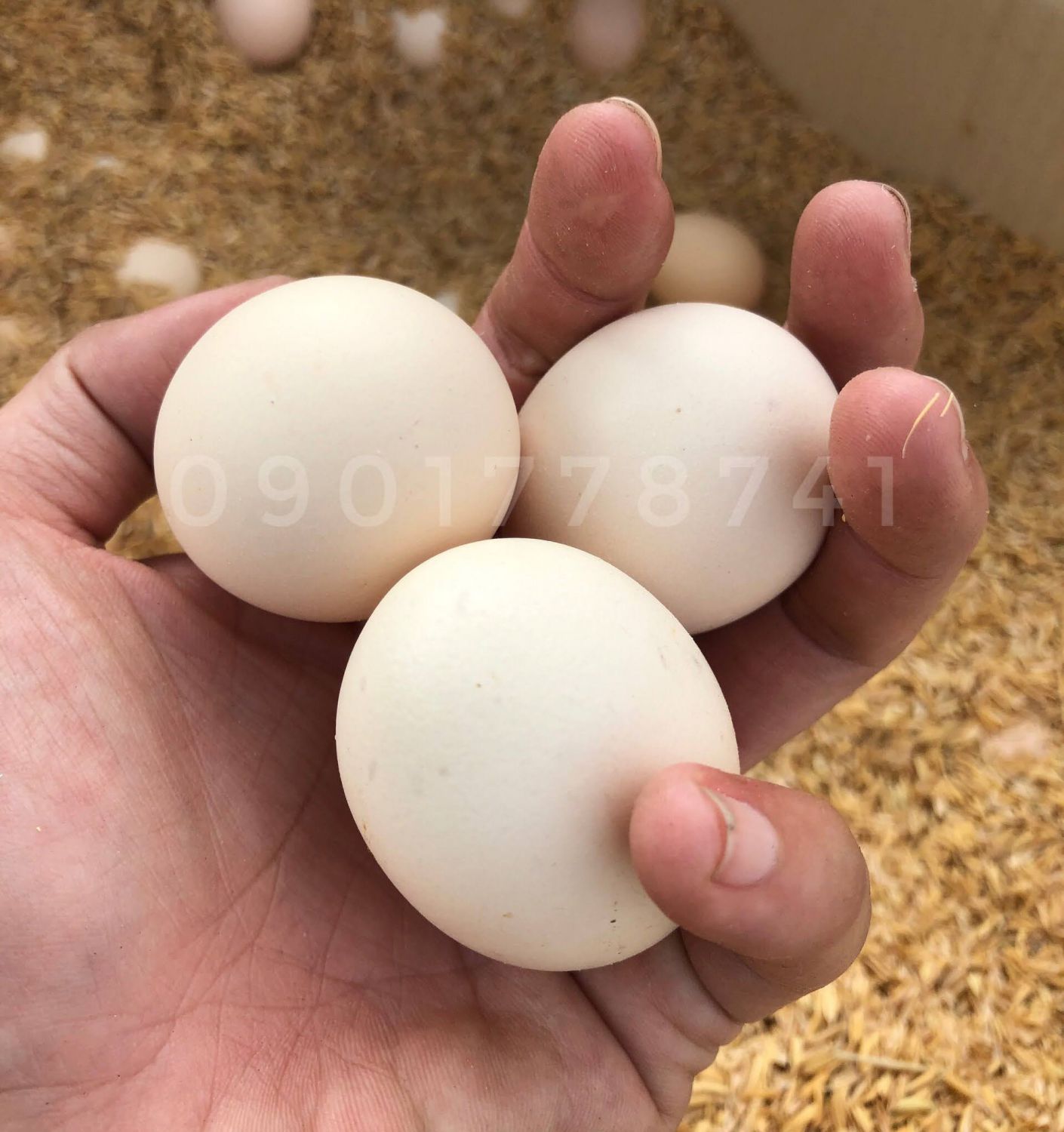 Thông báo giảm giá trứng gà ác từ 25-07-2022