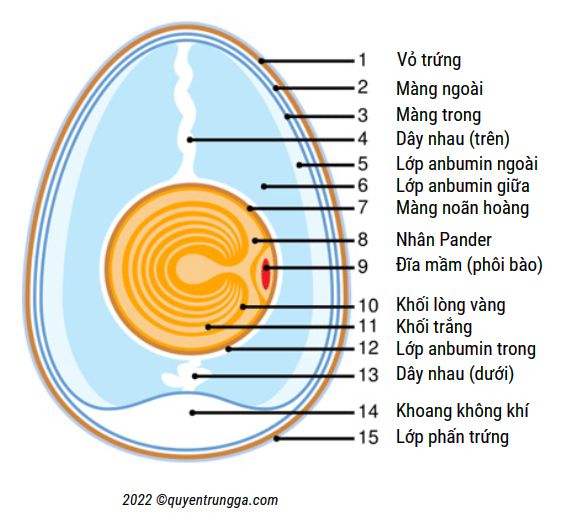 Cấu tạo cắt lớp (phẫu thuật học) của một quả trứng gà