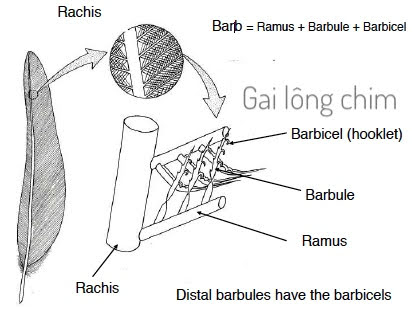 Vị trí của gai lông chim – hay còn gọi là barbicel