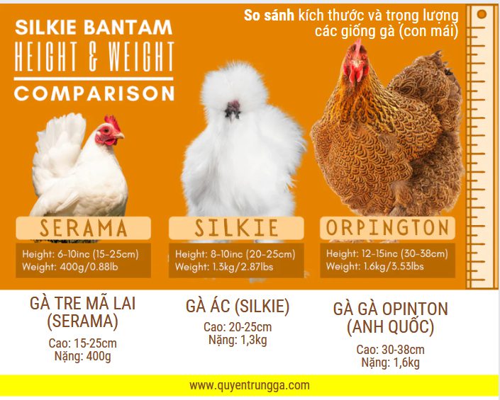 So sánh kích thước của gà ác (con mái) so với các giống gà khác