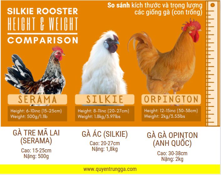 So sánh kích thước của gà ác (con trống) so với các giống gà khác