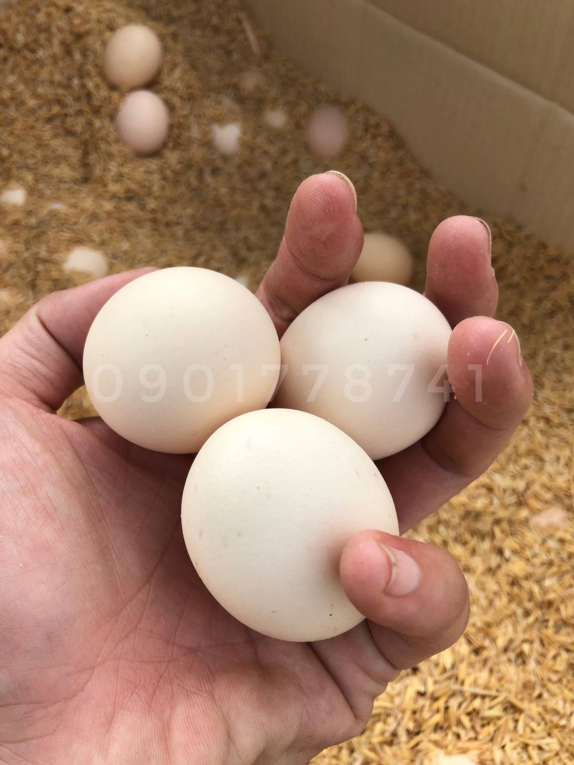 Are Silkie eggs good eating?