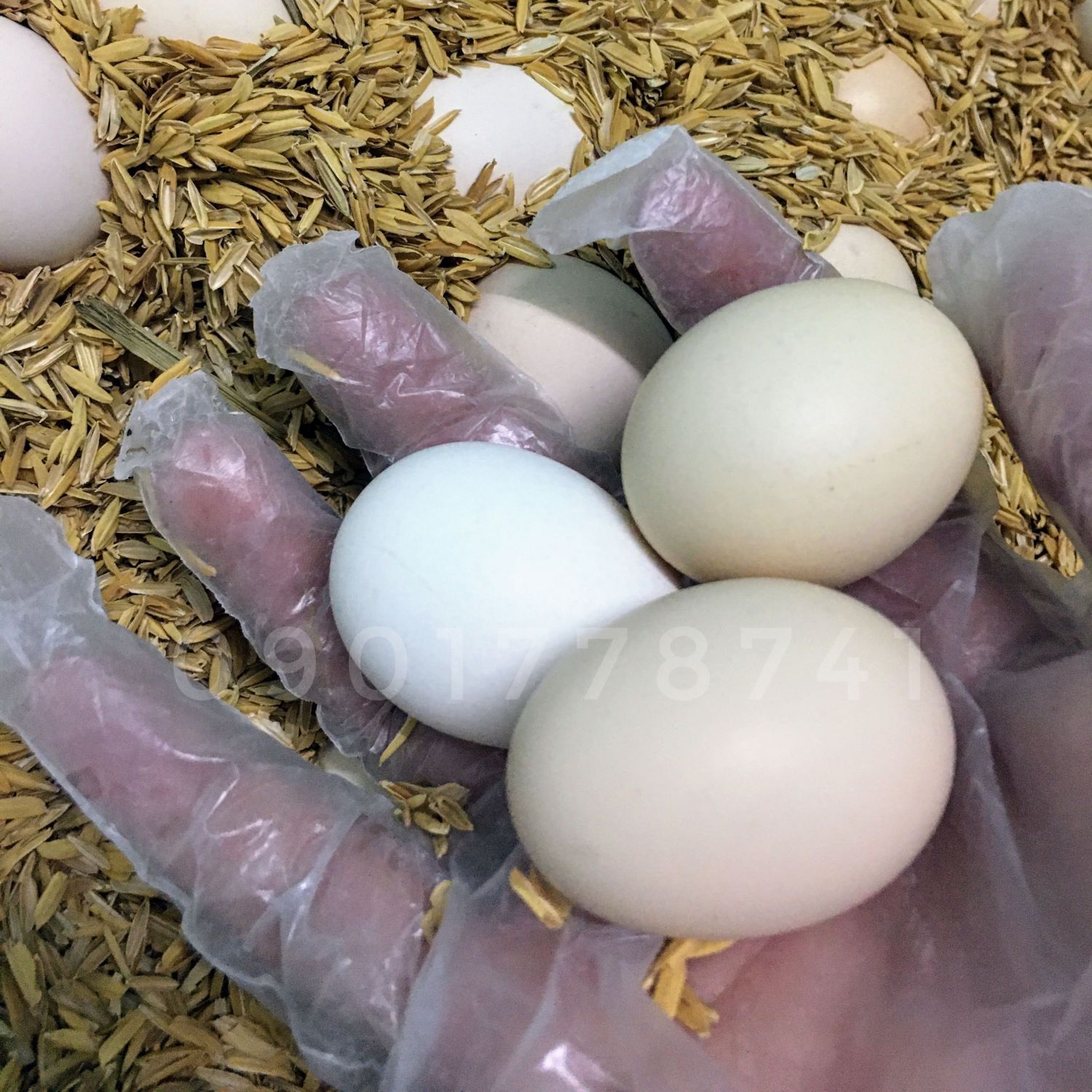 The Differences Between Bantam Chicken Egg, Silkie Egg, and Silky Eggs