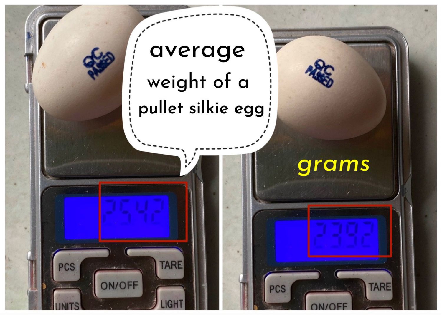 The average weight of a pullet silkie egg (aka first egg)