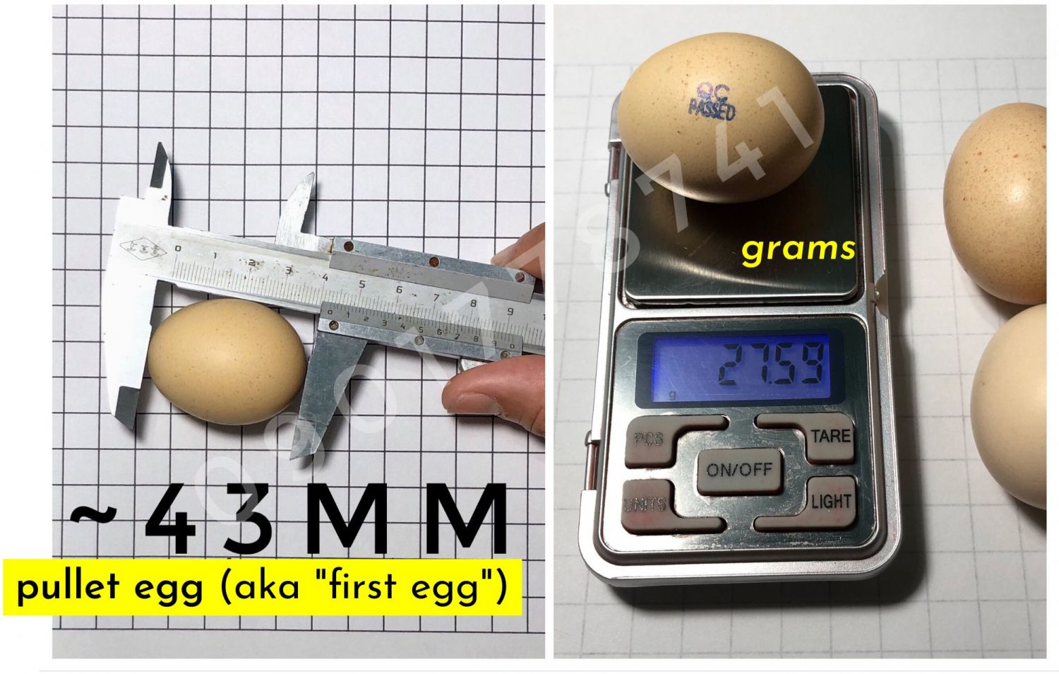 Average size of pullet silkie eggs (aka first eggs)