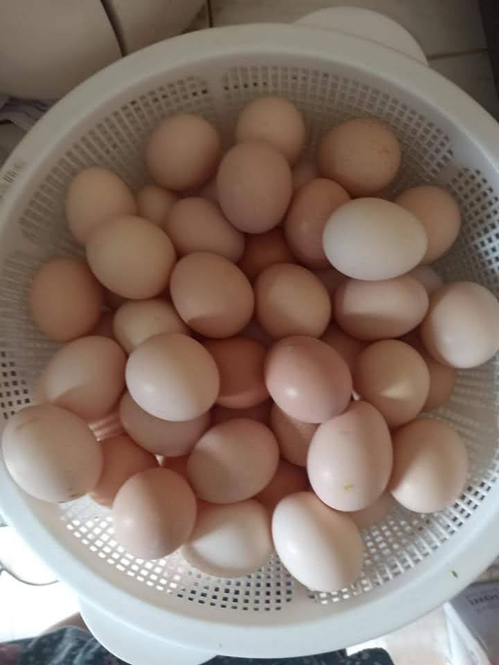 Silky Fowl Eggs (aka Silkie Eggs) - Vietnam