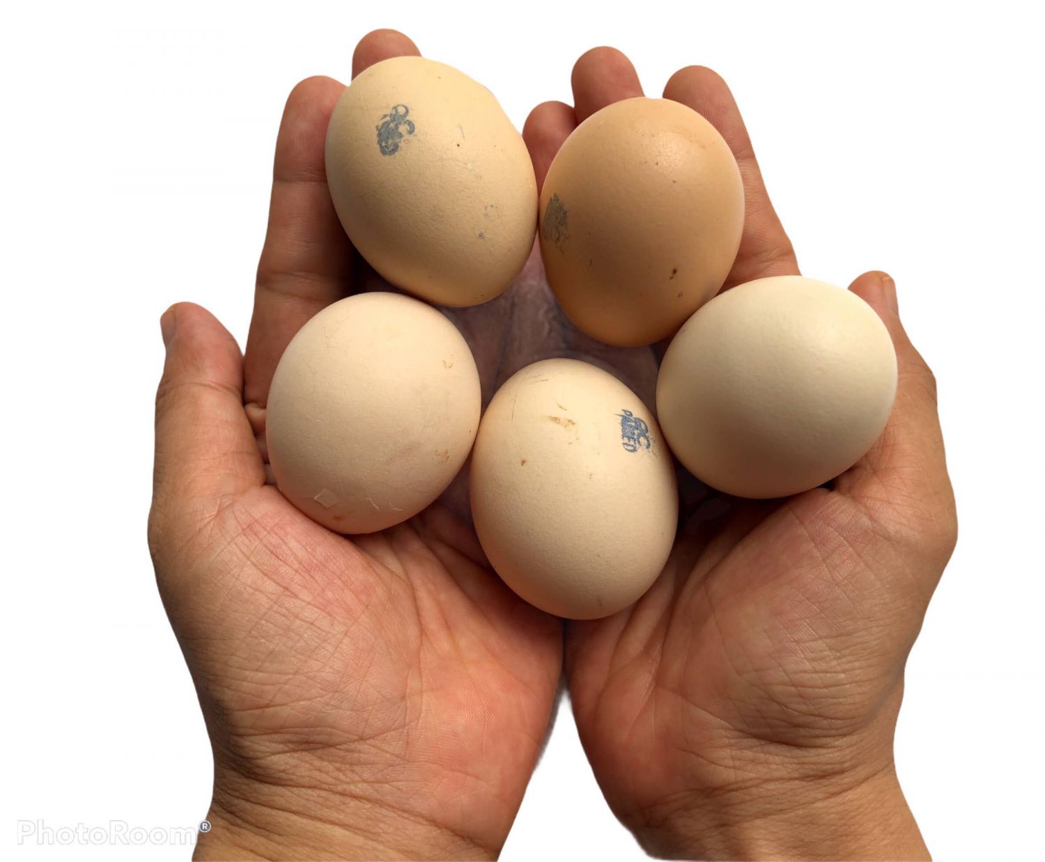 Silky Fowl Eggs (aka Silkie Eggs): A Promising Alternative to Hens Eggs