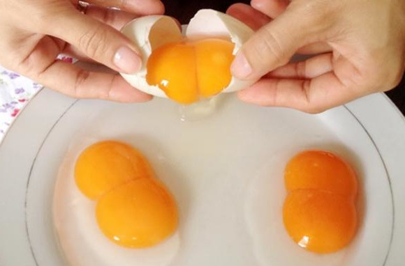 Why some silkie eggs has 2 red yolks (double-yolked eggs)?