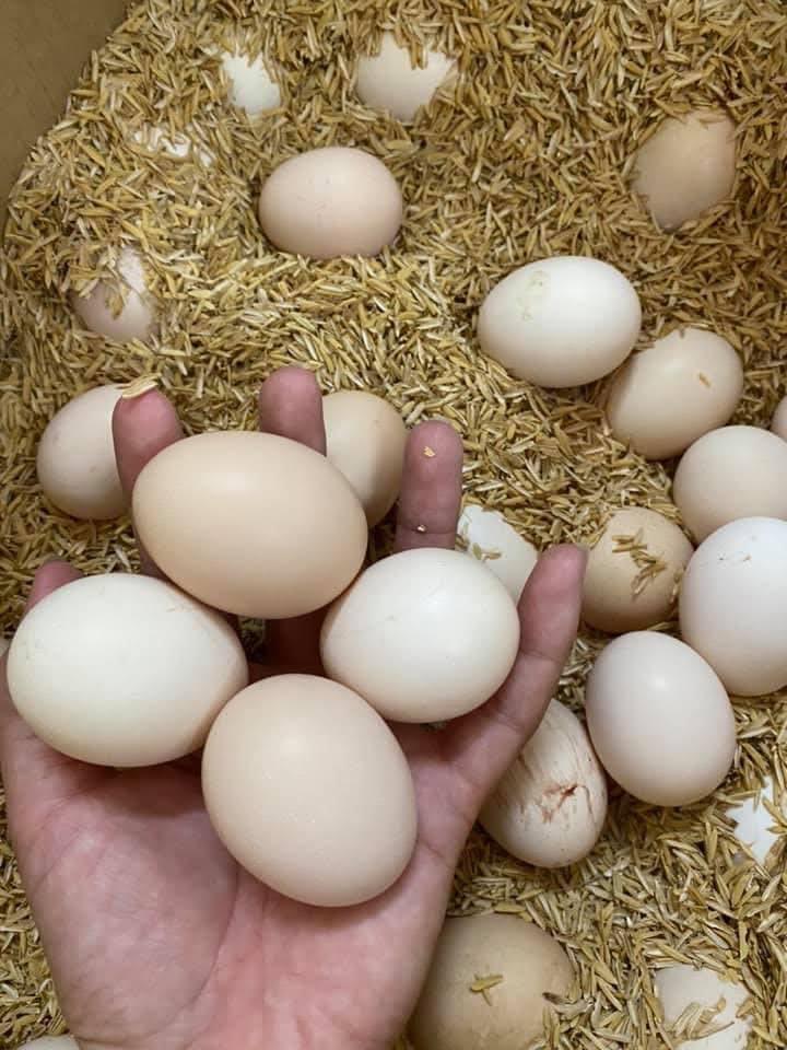 Sự khác biệt giữa cách xử lý vỏ trứng gà ở các nước Châu Âu, Mỹ và Việt Nam