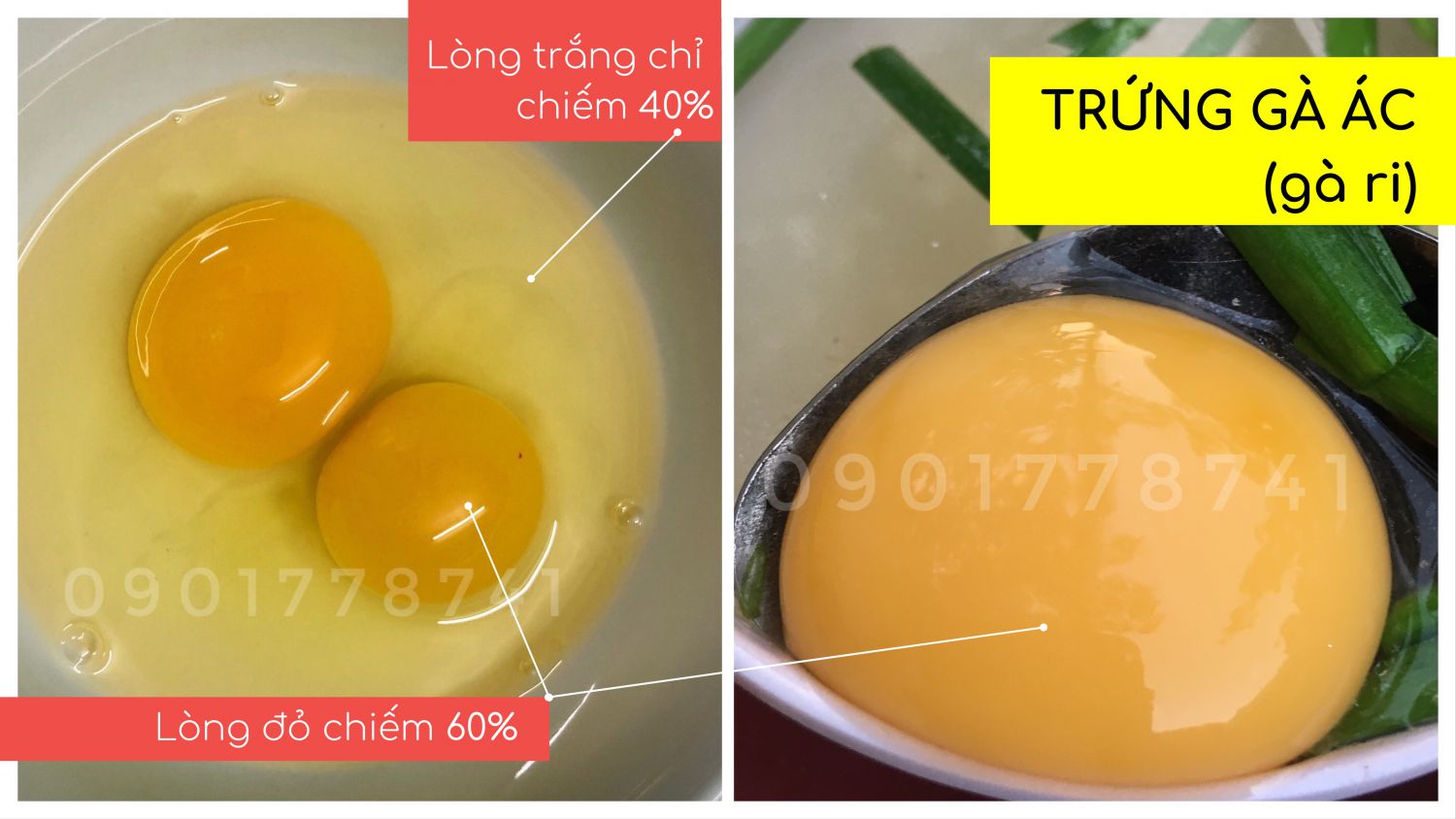 Trứng gà ác: lòng đỏ chiếm khoảng hơn 60%, lòng trắng chỉ chiếm gần 40%