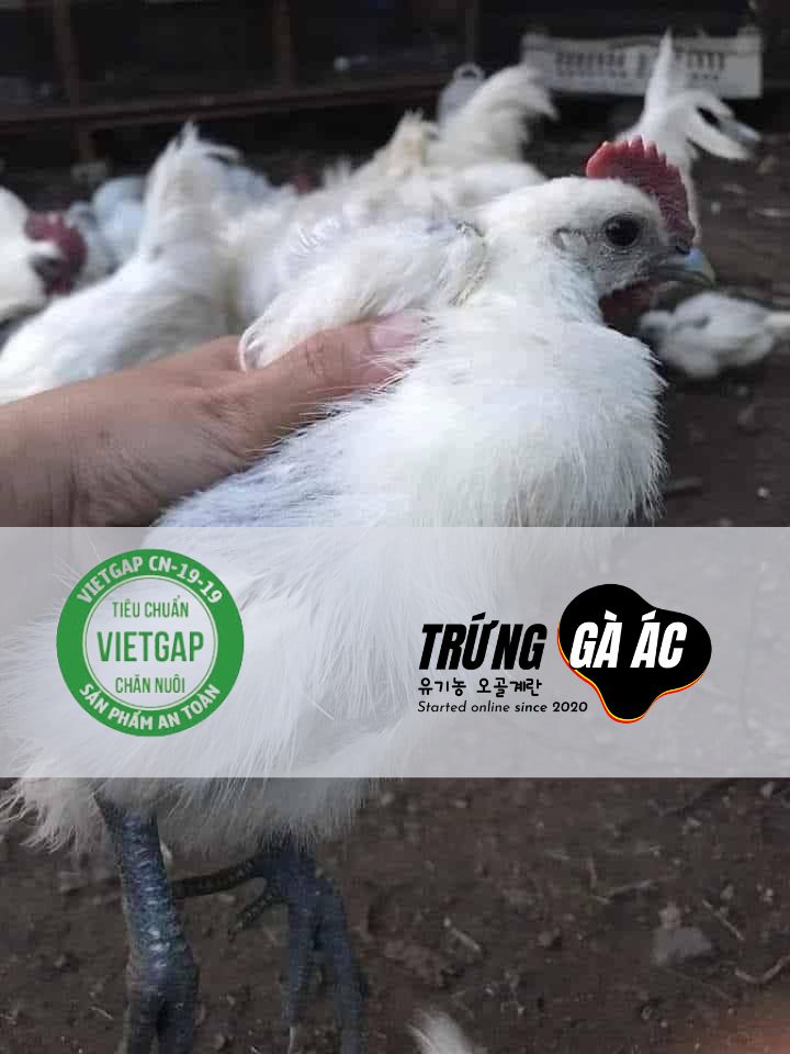 Tiêu chuẩn VietGAHP trong chăn nuôi gà ác sản xuất trứng