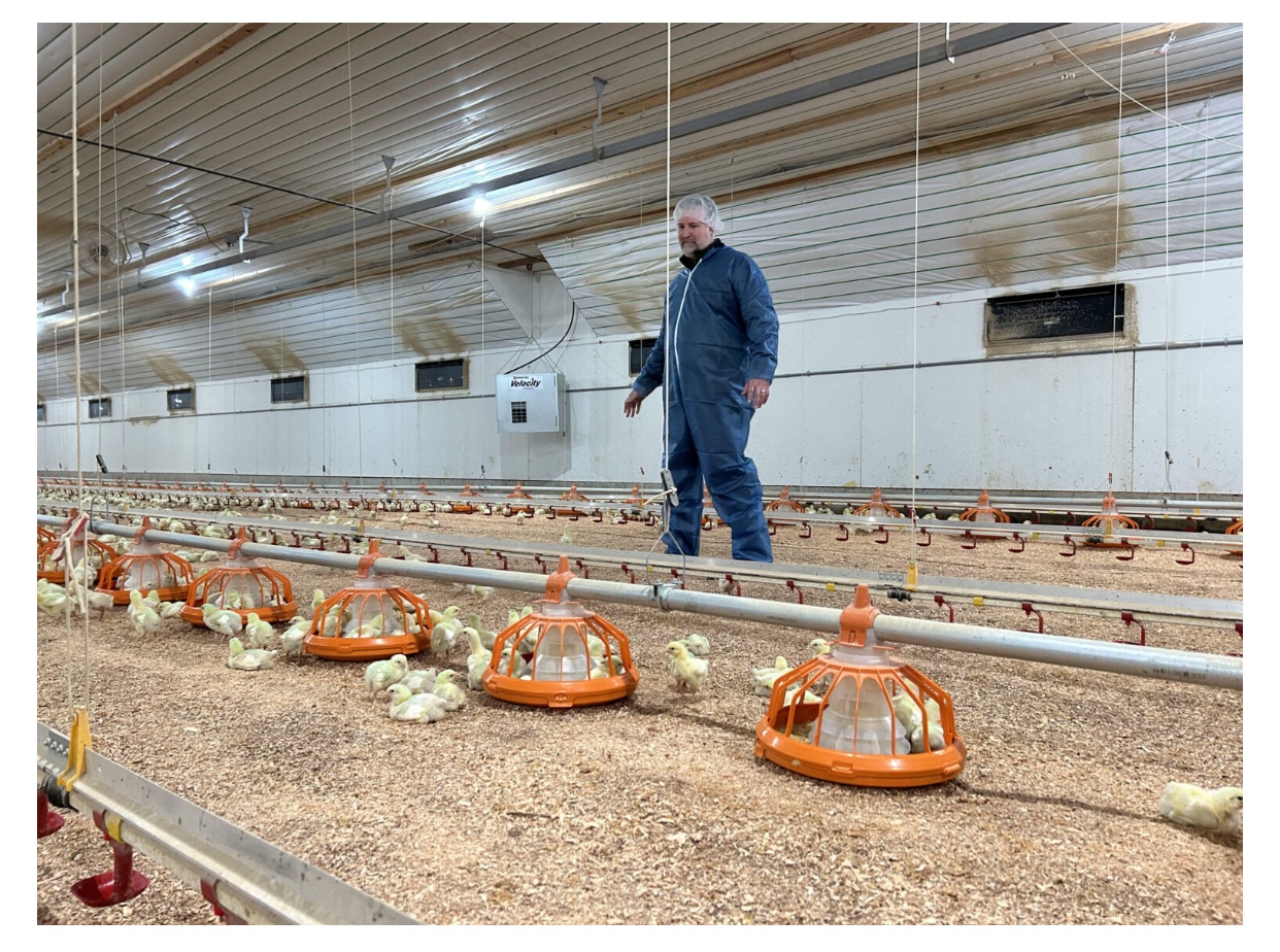 Ngành gà thịt Oregon vận động chính trị để ngăn chặn việc đình chỉ cấp phép cho các trang trại nuôi gà