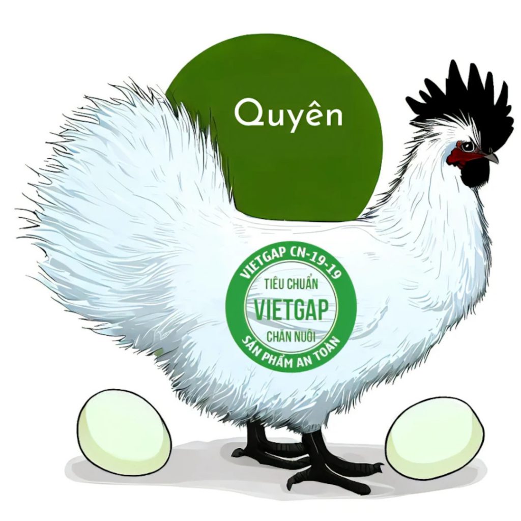 gà ác lấy trứng nuôi theo quy trình VietGAHP VietGAP Quyên Trứng Gà