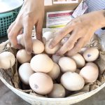 Overseas Vietnamese looking to buy silkie chicken eggs ("trứng gà ác") as gifts for relatives in Vietnam