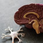 Bí quyết dinh dưỡng cho não bộ: Những thực phẩm bạn nên ăn và tránh