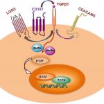 Statin ức chế protein CD151 gây ra sự di căn của ung thư