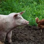 Gà và lợn: con nào bẩn hơn?