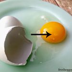 Làm thế nào để biết trứng gà có được thụ tinh hay không?