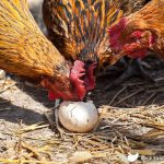 Cách ngăn chặn gà mái ăn trứng của mình