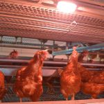 Tác động của ánh sáng đến quá trình đẻ trứng của gà?