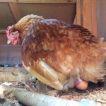 Cách gà đẻ trứng: Những điều bạn chưa biết