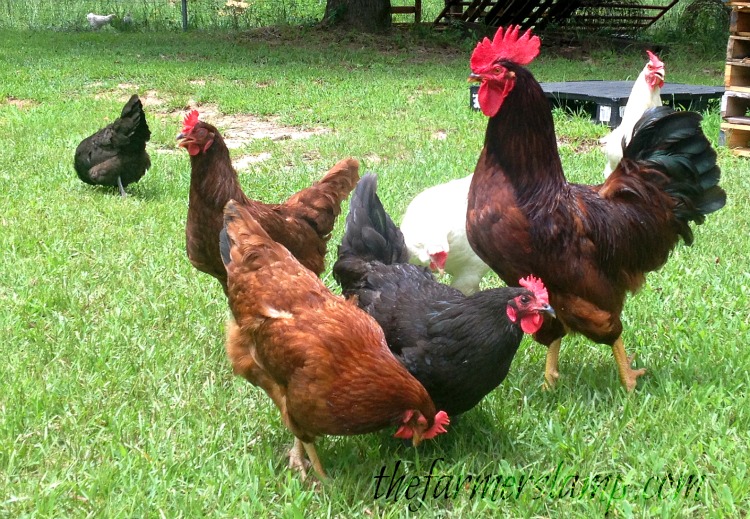 How to Raise Free Range Chickens - Backyard Poultry