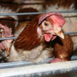 Lồng pin hay không lồng: Phúc lợi động vật của gà đẻ trứng