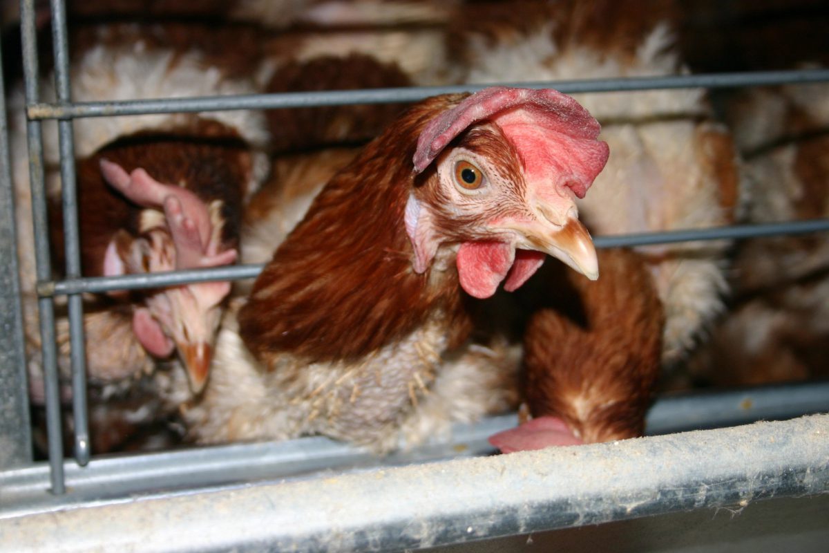 Battery cages - SAFE | For Animals