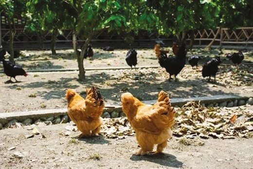 Beijing You Chicken (北京油鸡; a slow-growing, dual-purpose breed)