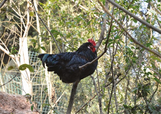 Chishui black-bone chicken (赤水乌骨鸡; an indigenous breed)
