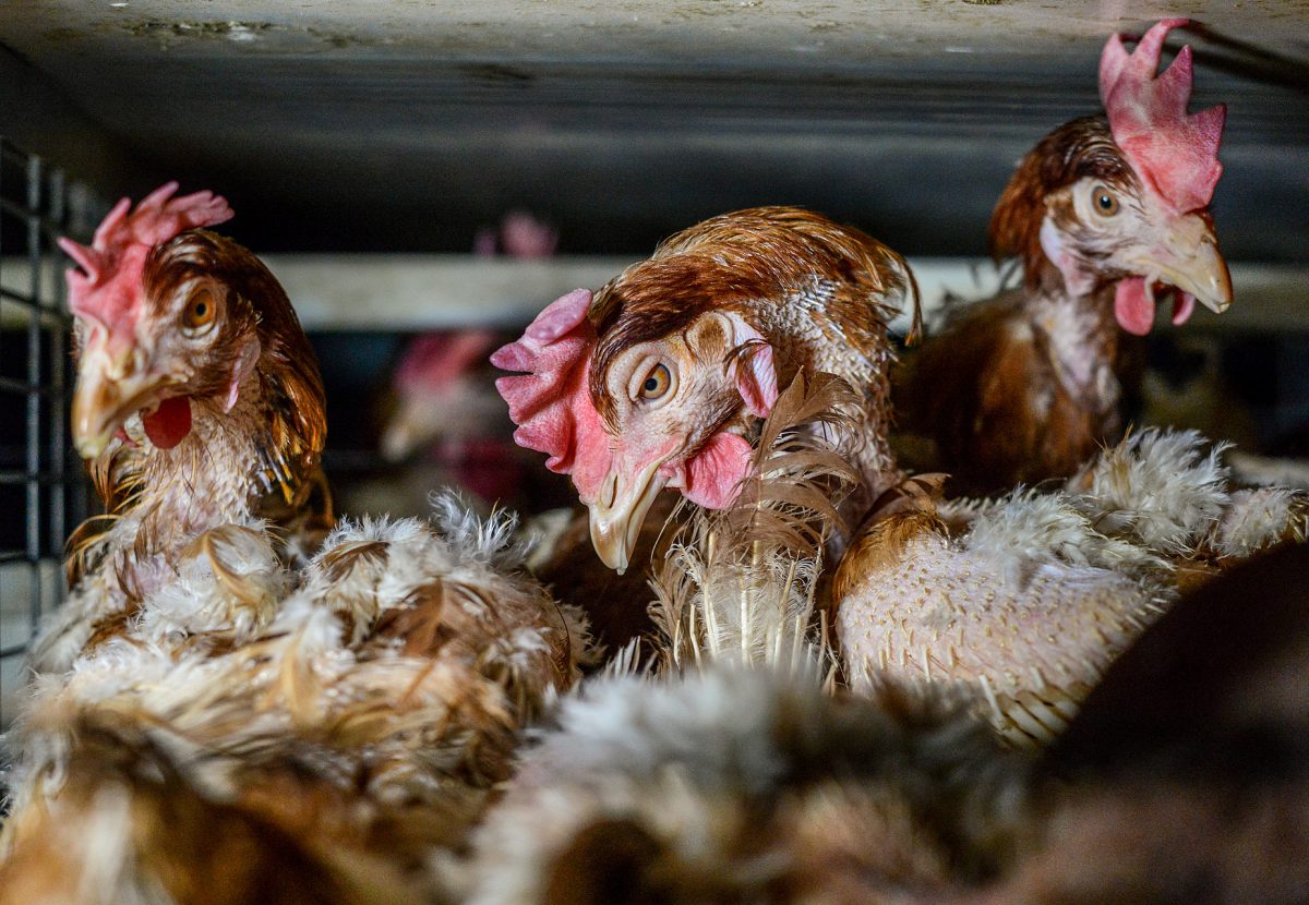 Australia to finally ban battery cages... but 2036 is still too late! - FOUR PAWS Australia - Animal Welfare Charity