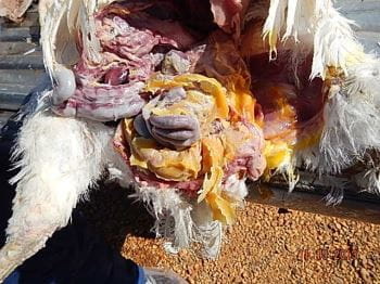 Egg Peritonitis in Poultry - Poultry - MSD Veterinary Manual