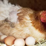 Gà đẻ trứng như thế nào? Có cần gà trống không?