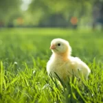 Cách chăm sóc gà non mùa xuân (spring chicken)