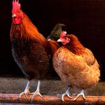 Tỉ lệ lý tưởng giữa số lượng gà mái và gà trống trong đàn