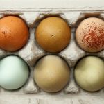 Gà đẻ trứng xanh dương: Những giống gà kỳ diệu