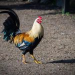 Sự khác biệt giữa gà trống (rooster) và gà trống non (cockerel)