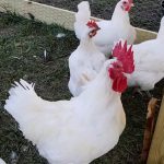 Cách phân biệt gà mái và gà trống