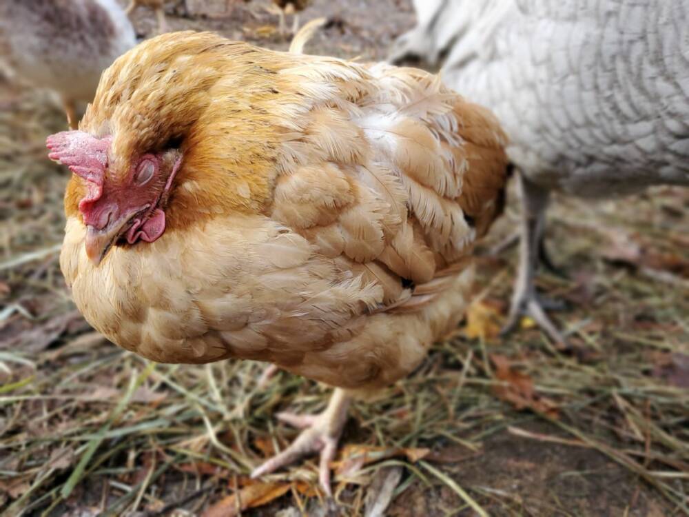 How to Beat Coccidiosis | Keep a Healthy Flock | A Farm Girl ...