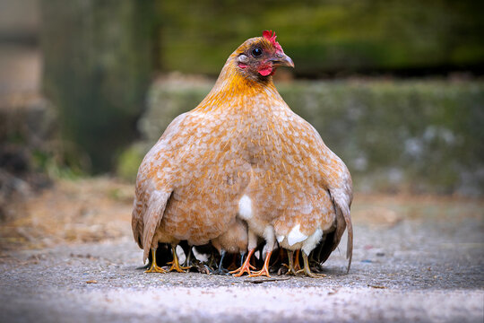 Mother Hen" Images – Browse 1,357 Stock Photos, Vectors, and Video | Adobe  Stock