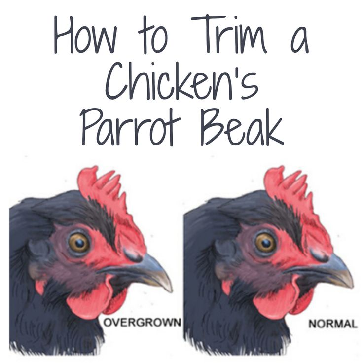 How to Trim a Chicken's Parrot Beak - Cackle Hatchery | Chickens, Chicken rearing, Chickens backyard