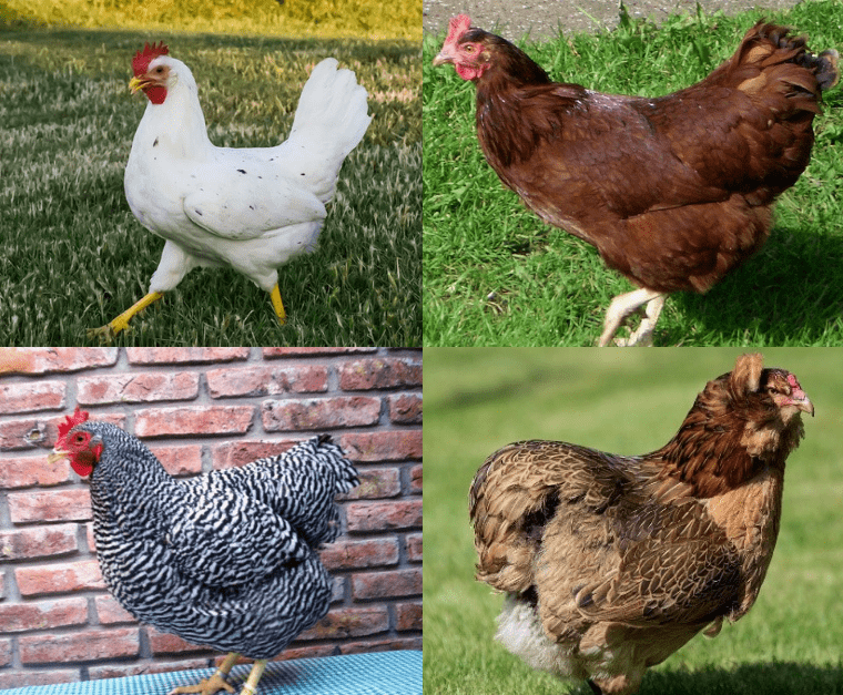 Classic American Chicken Breeds - Backyard Poultry